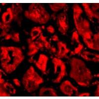 SNW1 / SKIP Antibody - Immunofluorescence of Ski in human kidney tissue with Ski antibody at 20 µg/mL.