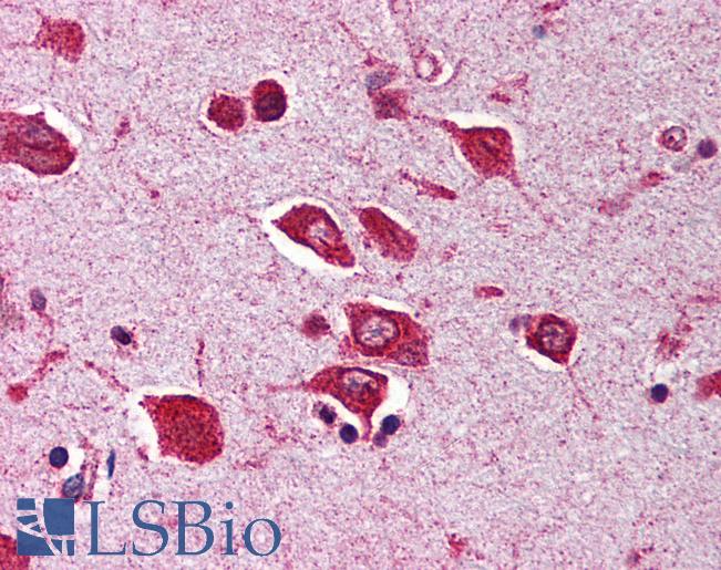 SNW1 / SKIP Antibody - Anti-SNW1 antibody IHC of human brain, cortex. Immunohistochemistry of formalin-fixed, paraffin-embedded tissue after heat-induced antigen retrieval. Antibody concentration 5 ug/ml.