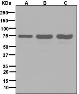 SNX1 Antibody - Western blot analysis on (A) HeLa, (B) HepG2, and (C) 293T cell lysates using anti-SNX1 antibody.