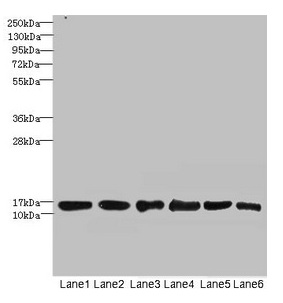 SOD1 / Cu-Zn SOD Antibody - Western blot All lanes: SOD1 antibody at 6µg/ml Lane 1: Mouse liver tissue Lane 2: Mouse brain tissue Lane 3: Hela whole cell lysate Lane 4: MCF-7 whole cell lysate Lane 5: A549 whole cell lysate Lane 6: HepG2 whole cell lysate Secondary Goat polyclonal to rabbit IgG at 1/10000 dilution Predicted band size: 16 kDa Observed band size: 16 kDa