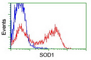 SOD1 / Cu-Zn SOD Antibody - HEK293T cells transfected with either overexpress plasmid (Red) or empty vector control plasmid (Blue) were immunostained by anti-SOD1 antibody, and then analyzed by flow cytometry.