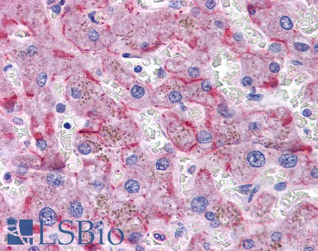 SORBS1 / Ponsin Antibody - Anti-SORBS1 antibody IHC of human liver. Immunohistochemistry of formalin-fixed, paraffin-embedded tissue after heat-induced antigen retrieval. Antibody concentration 3.75 ug/ml.