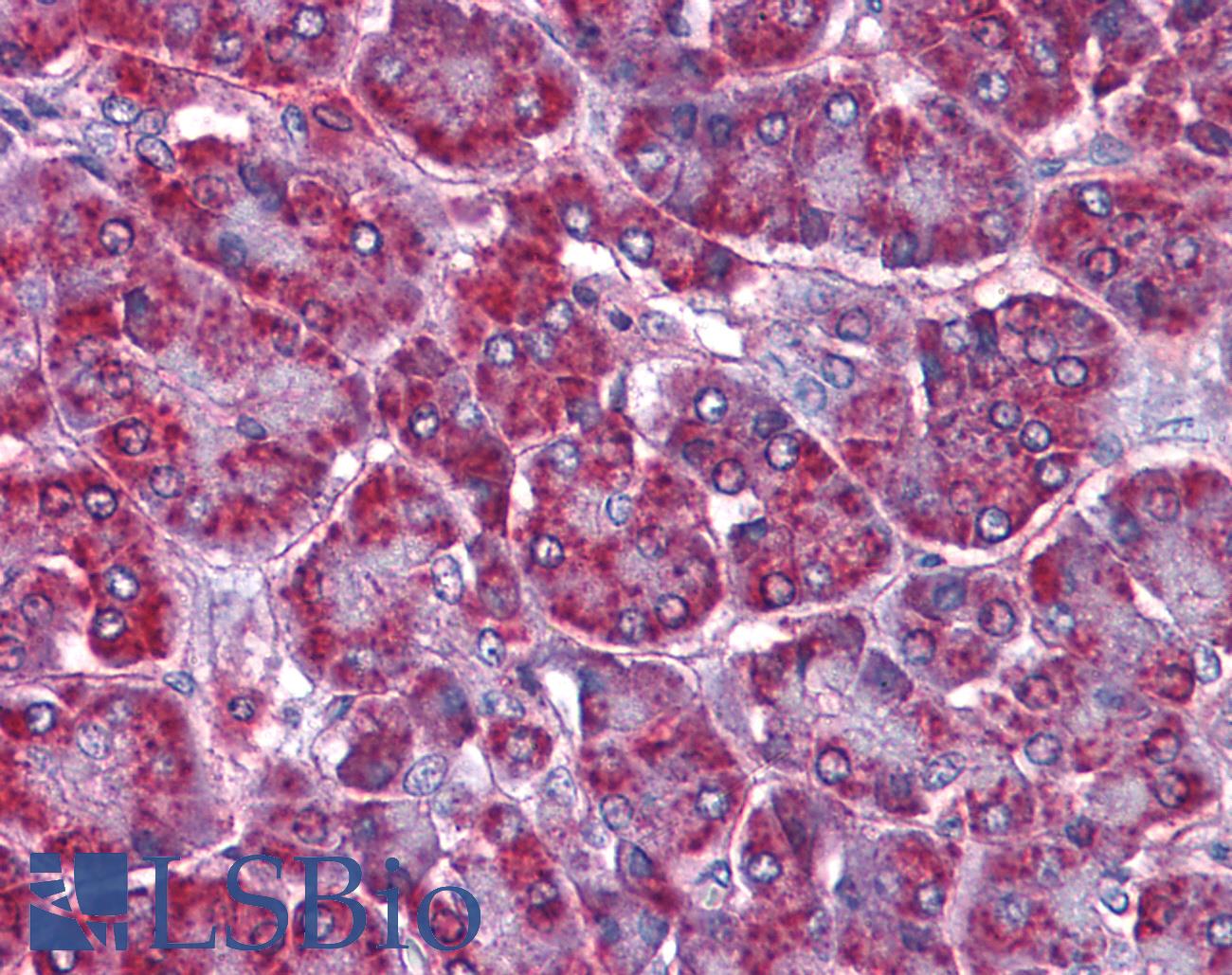 SORBS1 / Ponsin Antibody - Anti-SORBS1 antibody IHC of human pancreas. Immunohistochemistry of formalin-fixed, paraffin-embedded tissue after heat-induced antigen retrieval. Antibody concentration 3.75 ug/ml.