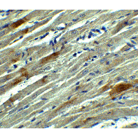 SOX10 Antibody - Immunohistochemistry of SOX10 in rat heart tissue with SOX10 Antibody at 5 µg/mL.