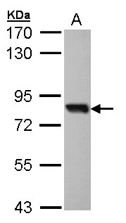 SOX13 Antibody - Sample (30 ug of whole cell lysate). A: Molt-4 . 7.5% SDS PAGE. SOX13 antibody diluted at 1:1000.