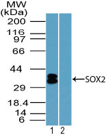SOX2 Antibody - Western blot of SOX2 in mouse embryo brain lysate in the 1) absence and 2) presence of immunizing peptide using SOX2 Antibody at 1 ug/ml. Goat anti-rabbit Ig HRP secondary antibody, and PicoTect ECL substrate solution, were used for this test.