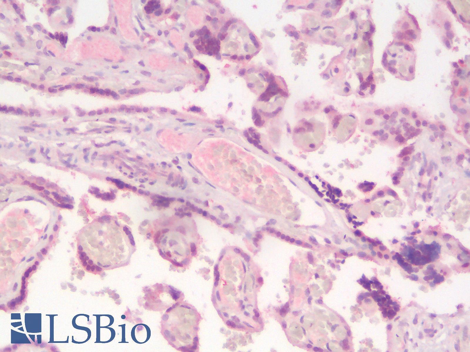 SOX2 Antibody - Human Placenta: Formalin-Fixed, Paraffin-Embedded (FFPE)