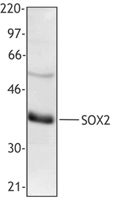 SOX2 Antibody - NTERA-2 whole cell extract was resolved by electrophoresis, transferred to nitrocellulose and probed with rabbit polyclonal antibody raised against the N-terminal region of SOX2. Proteins were visualized using HRP Donkey anti-rabbit IgG and a chemiluminescence detection system.