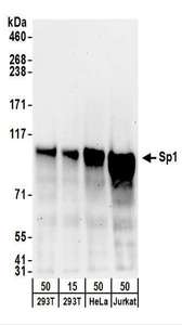SP1 Antibody - Detection of Human Sp1 by Western Blot. Samples: Whole cell lysate from 293T (15 and 50 ug), HeLa (50 ug), and Jurkat (50 ug) cells. Antibodies: Affinity purified goat anti-Sp1 antibody used for WB at 0.1 ug/ml. Detection: Chemiluminescence with an exposure time of 3 minutes.