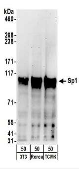 SP1 Antibody - Detection of Mouse Sp1 by Western Blot. Samples: Whole cell lysate (50 ug) from NIH3T3, Renca, and TCMK-1 cells. Antibodies: Affinity purified goat anti-Sp1 antibody used for WB at 0.4 ug/ml. Detection: Chemiluminescence with an exposure time of 3 minutes.