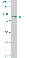 SP1 Antibody - SP1 monoclonal antibody (M02), clone 1A5. Western blot of SP1 expression in NIH/3T3.