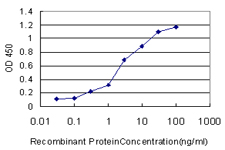SP1 Antibody - Detection limit for recombinant GST tagged SP1 is approximately 0.1 ng/ml as a capture antibody.