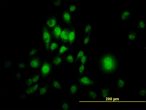 SP1 Antibody - Immunofluorescence of monoclonal antibody to SP1 on HeLa cell. [antibody concentration 20 ug/ml]