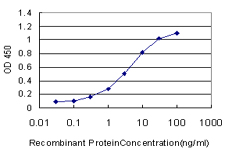 SP1 Antibody - Detection limit for recombinant GST tagged SP1 is approximately 0.3 ng/ml as a capture antibody.