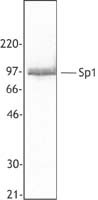 SP1 Antibody - Jurkat cell extract was resolved by electrophoresis, transferred to nitrocellulose, and probed with rabbit anti-Sp1 polyclonal antibody. Proteins were visualized using a donkey anti-rabbit secondary antibody conjugated to HRP and a chemiluminescence system.