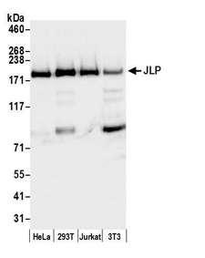 SPAG9 Antibody - Detection of human and mouse JLP by western blot. Samples: Whole cell lysate (50 µg) from HeLa, HEK293T, Jurkat, and mouse NIH 3T3 cells prepared using NETN lysis buffer. Antibody: Affinity purified rabbit anti-JLP antibody used for WB at 0.1 µg/ml. Detection: Chemiluminescence with an exposure time of 3 seconds.