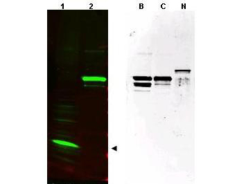 SPANXC / SPANX-C Antibody - Anti-SPANX (pan) Antibody - Western Blot. Western blot of affinity purified anti-SPANX (pan) antibody shows detection of a band at ~17 kD corresponding to SPANX-C present in a nuclear extract from VWM105 cells (left panel, arrowhead). VWM105 cells are derived from a human melanoma and are positive for SPANX proteins. Lane 2 shows reactivity with a purified recombinant SPANX-C fusion protein. The right panel shows similar reactivity with purified recombinant SPANX-B, SPANX-C and SPANX-N proteins. Proteins were separated by SDS-PAGE, transferred to nitrocellulose, and probed with the primary antibody diluted to 1:1000. IRDye800 conjugated Gt-a-Rabbit IgG [H&L] MX ( was used (left). IRDye is a trademark of LI-COR, Inc. Size estimation was made by comparison to prestained MW markers as indicated. Personal Communication. Vladimir Larionov, NIH, CCR, Bethesda, MD.