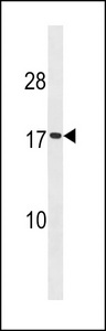 SPC18 / SEC11A Antibody - SC11A Antibody western blot of HepG2 cell line lysates (35 ug/lane). The SC11A antibody detected the SC11A protein (arrow).