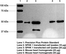 SPHK / SPHK1 Antibody - Western blot of SPHK / SPHK1 antibody.