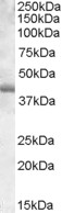 SPI1 / PU.1 Antibody - SPI1 / PU.1 antibody (0.03µg/ml) staining of DAUDI lysate (35µg protein in RIPA buffer). Detected by chemiluminescence.