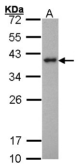 SPI1 / PU.1 Antibody - Sample (30 ug of whole cell lysate). A: Hela. 12% SDS PAGE. SPI1 antibody diluted at 1:1000. 