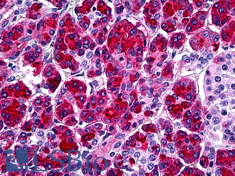 SPINK1 Antibody - Anti-SPINK1 antibody IHC of human pancreas. Immunohistochemistry of formalin-fixed, paraffin-embedded tissue after heat-induced antigen retrieval. Antibody concentration 5 ug/ml.