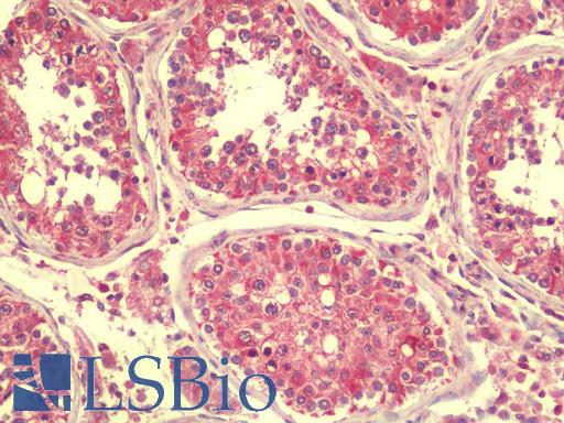 SPINK2 Antibody - Anti-SPINK2 antibody IHC staining of human testis. Immunohistochemistry of formalin-fixed, paraffin-embedded tissue after heat-induced antigen retrieval. Antibody concentration 5 ug/ml.