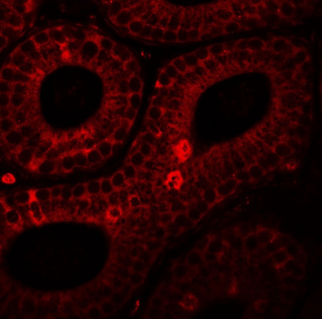 SPINK2 Antibody - Immunofluorescence of SPINK2 in mouse testis tissue with SPINK2 antibody at 20 µg/mL.