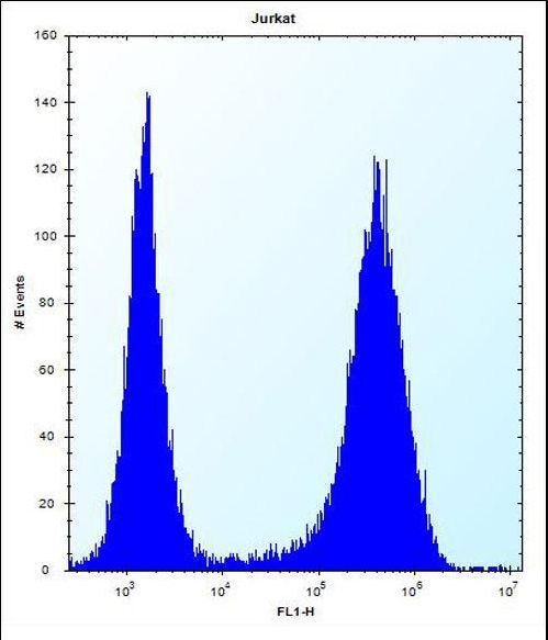 SPOPL Antibody - SPOPL Antibody flow cytometry of Jurkat cells (right histogram) compared to a negative control cell (left histogram). FITC-conjugated donkey-anti-rabbit secondary antibodies were used for the analysis.