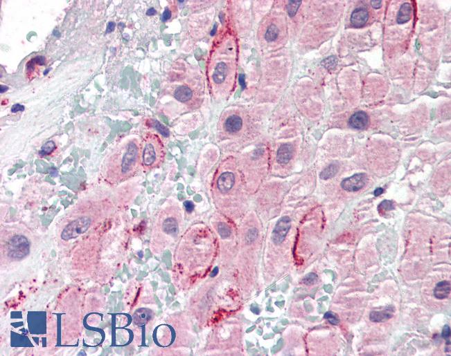 SPP1 / Osteopontin Antibody - Anti-Osteopontin antibody IHC of human placenta. Immunohistochemistry of formalin-fixed, paraffin-embedded tissue after heat-induced antigen retrieval. Antibody concentration 5 ug/ml.