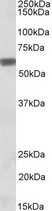SPP1 / Osteopontin Antibody - SPP1 / Osteopontin antibody (0.5µg/ml) staining of MOLT4 lysate (35µg protein in RIPA buffer). Detected by chemiluminescence.