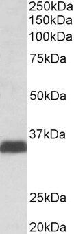 SPP1 / Osteopontin Antibody - Osteopontin / SPP1 Antibody (0.1µg/ml) staining of lysates of cell line MOLT4 (35µg protein in RIPA buffer). Primary incubation was 1 hour. Detected by chemiluminescencence.