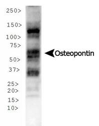 SPP1 / Osteopontin Antibody - Osteopontin Antibody (1B20) - Western blot of Osteopontin expression in U2OS whole cell lysate.  This image was taken for the unconjugated form of this product. Other forms have not been tested.