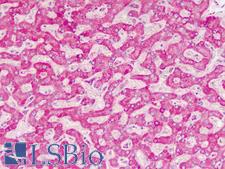 Sprouty 4 / SPRY4 Antibody - Human Liver: Formalin-Fixed, Paraffin-Embedded (FFPE)