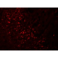 SPRYD5 Antibody - Immunofluorescence of SPRYD5 in mouse brain tissue with SPRYD5 antibody at 20 µg/mL.