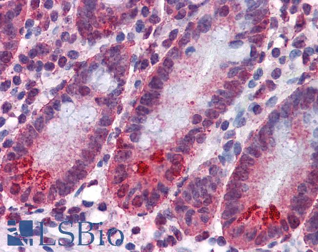 SPSB2 Antibody - Anti-SPSB2 antibody IHC of human small intestine. Immunohistochemistry of formalin-fixed, paraffin-embedded tissue after heat-induced antigen retrieval. Antibody concentration 5 ug/ml.