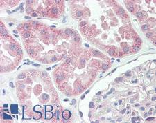 SPTBN5 Antibody - Anti-SPTBN5 antibody IHC of human kidney. Immunohistochemistry of formalin-fixed, paraffin-embedded tissue after heat-induced antigen retrieval. Antibody dilution 5 ug/ml.