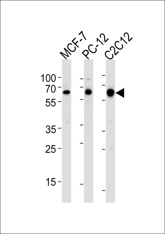 SRC Antibody - Western blot of lysates from MCF-7,rat PC-12,mouse C2C12 cell line (from left to right),using SRC Antibody (R14). Antibody was diluted at 1:1000 at each lane. A goat anti-rabbit IgG H&L (HRP) at 1:5000 dilution was used as the secondary antibody.Lysates at 35ug per lane.