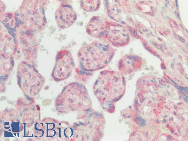 SREB / GPR85 Antibody - Human Placenta: Formalin-Fixed, Paraffin-Embedded (FFPE)