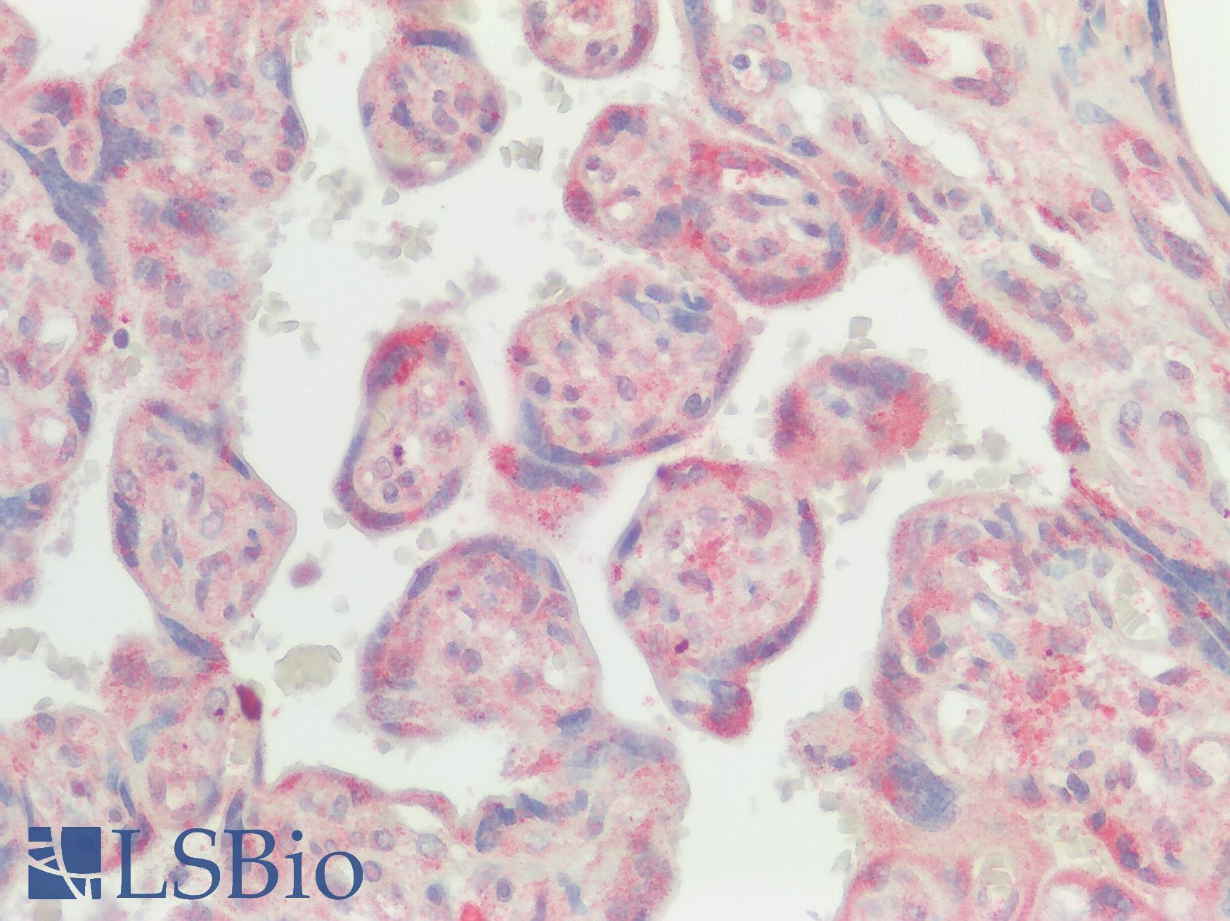 SREB / GPR85 Antibody - Human Placenta: Formalin-Fixed, Paraffin-Embedded (FFPE)