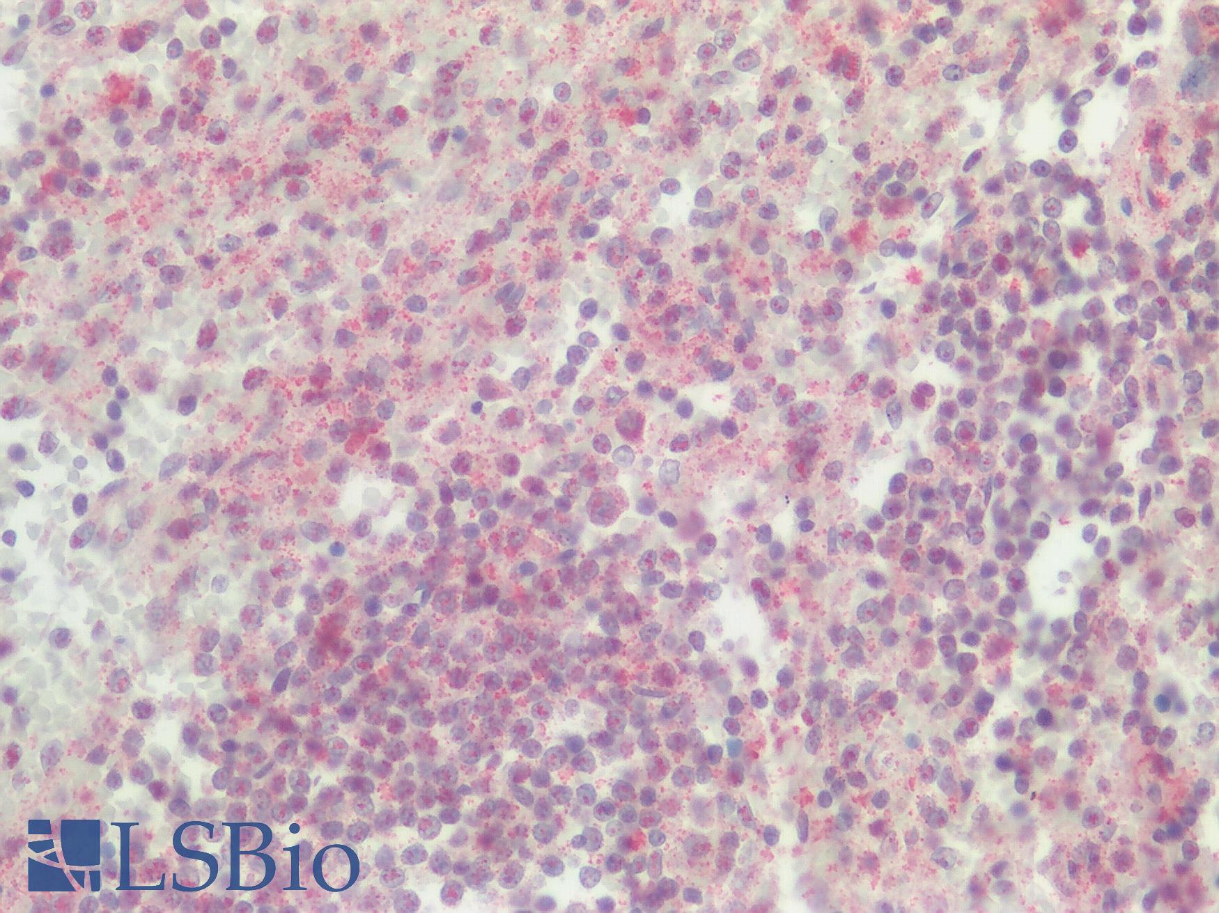 SREB / GPR85 Antibody - Human Spleen: Formalin-Fixed, Paraffin-Embedded (FFPE)