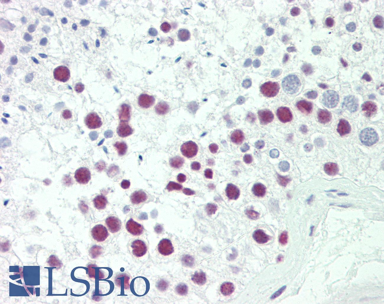SRP54 Antibody - Anti-SRP54 antibody IHC staining of human testis. Immunohistochemistry of formalin-fixed, paraffin-embedded tissue after heat-induced antigen retrieval. Antibody dilution 1:50.