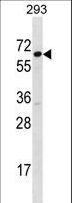 SRP54 Antibody - SRP54 Antibody western blot of 293 cell line lysates (35 ug/lane). The SRP54 antibody detected the SRP54 protein (arrow).