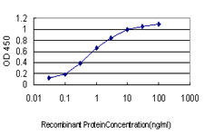 SRPK1 Antibody - Detection limit for recombinant GST tagged SRPK1 is approximately 0.03 ng/ml as a capture antibody.
