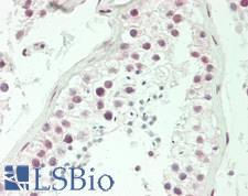 SRSF10 / FUSIP1 Antibody - Human Testis: Formalin-Fixed, Paraffin-Embedded (FFPE)