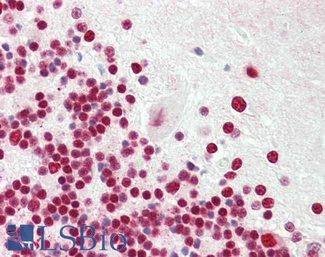 SRSF3 / SRP20 Antibody - Anti-SRSF3 / SRP20 antibody IHC staining of human brain, cerebellum. Immunohistochemistry of formalin-fixed, paraffin-embedded tissue after heat-induced antigen retrieval. Antibody dilution 1:200.