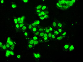 SSB / La Antibody - Immunofluorescent staining of HepG2 cells using anti-SSB mouse monoclonal antibody.