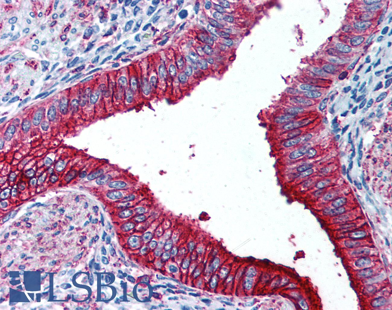 SSEA-1 / Lewis x / CD15 Antibody - Anti-CD15 antibody IHC of human uterus. Immunohistochemistry of formalin-fixed, paraffin-embedded tissue after heat-induced antigen retrieval. Antibody dilution 1:50.