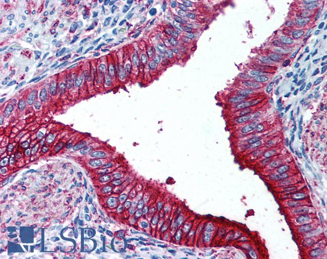 SSEA-1 / Lewis x / CD15 Antibody - Anti-CD15 antibody IHC of human uterus. Immunohistochemistry of formalin-fixed, paraffin-embedded tissue after heat-induced antigen retrieval. Antibody dilution 1:50.