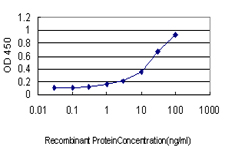 SSR1 Antibody - Detection limit for recombinant GST tagged SSR1 is approximately 1 ng/ml as a capture antibody.